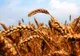 Marii producători agricoli estimează că seceta şi ploile au redus cu până la 45% producţia de grâu