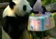 Doi urşi panda şi-au serbat ziua de naştere la grădina zoologică