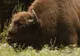 Zimbrul, ameninţat în continuare cu extincţia