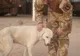 Câinele erou din Irak, forţat de autorităţile britanice să rămână acolo
