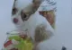 Un pui de chihuahua s-a născut cu o pată sub formă de inimă pe blăniţă 