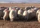 Ciobanii sibieni ameninţă că vor ieşi în stradă dacă nu primesc crotali