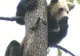 Baloo, ursul crescut într-o casă din Pantelimon, are probleme de sănătate