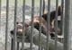 Duminică a fost Ziua Internaţională a Grădinilor Zoologice 
