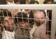 Imigraţia clandestină a devenit delict în Italia, amenda e cuprinsă între 5.000 şi 10.000 de euro