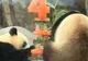La Hong Kong s-a sărbătorit ziua de naştere a doi urşi panda