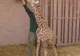 Parcul safari din Ramat Gan şi-a prezentat cel mai tânăr locatar: un pui de girafă