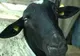 Un oier din Sibiu doreşte să înlocuiască ţurcanele cu oi africane, mai bune la gust