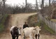 Nouă persoane acuzate de furt de animale au fost reţinute în urma unor descinderii ale DIICOT în judeţele Iaşi şi Vaslui