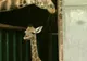 Un pui de girafă, cel mai nou locatar al grădinii zoo din Chester