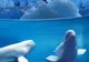 Temperaturi record ale oceanelor din întreaga lume