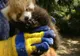Un ursuleţ de panda roşu şi-a făcut apariţia în Polonia