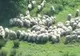 Ţăranii nu ştiu mai nimic despre cum îşi pot asigura animalele 