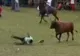 Un columbian a fost ucis de un taur în arenă în timpul unei Corraleja - ATENŢIE, IMAGINI ŞOCANTE!