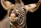 De la afine la zebre: Enciclopedia Vieţii a ajuns la 170.000 de descrieri ale speciilor de plante şi animale