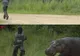 Un hipopotam înfometat îl aleargă pe paznicul ce i-a întrerupt ospăţul - VEZI FOTO