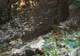 Ecologiştii acuză primăria Sinaia de dezinteres în problema gunoaielor aruncate în natură