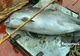 Delfinii din Marea Neagră, un destin crunt al unor animale neajutorate