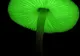 Top 10 cele mai fascinante organisme bioluminescente - VEZI GALERIE FOTO