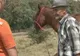 În satele din Vaslui, animalele se vând la un sfert din preţul real 