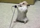 Hamsterul rapper, sumo ţepos şi lupta cu papucii, la FUNNY pe NET 28