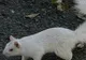 O veveriţă albinoasă, zărită într-un parc din Africa de Sud