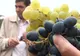 Vinul de Pietroasele a fost sărbătorit la o petrecere câmpenească