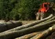 Defrişările au scăpat de sub control în nordul judeţului Harghita