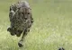 100m în 6,13 secunde: Ghepardul Sarah este cea mai rapidă felină din lume - VEZI VIDEO