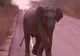 În Coreea de Sud, un elefant e anchetat pentru că a aruncat cu o piatră într-o femeie
