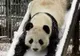 Urşii panda din China nu au fost afectaţi de seismul de la Sichuan din 2008, arată un studiu
