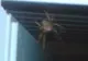 O femeie din judeţul Galaţi a fost muşcată de un păianjen "văduva neagră"