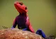 Şopârla Spider-Man este ultima nebunie în materie de animale de casă