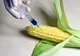 Agent Green dă în judecată Ministerul Agriculturii şi ANPM: Cele două instituţii ţin secrete locaţiile culturilor modifcate genetic 