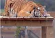 Un tigru s-a blocat pe un turn din grădina zoologică Bristol - VEZI VIDEO