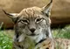 Animăluţele de la Zoo Bucureşti pot fi urmărite live pe internet, prin Digital Zoo