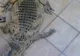 Crocodilul mafiot, folosit pentru a teroriza oamenii, a fost prins în Italia