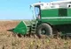 Producţia de floarea-soarelui este la jumătate faţă de anul trecut în Buzău 