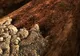 Rezervaţia Naturală Munţii Rodnei din Bistriţa, atacată de gândaci