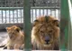 14 lei de la grădina zoologică din Oradea, salvaţi de britanici pentru a fi repatriaţi