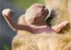 Un pui de gibon de la zoo Viena seamănă cu un extraterestru