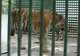 Anchetă la grădina zoologică din Hunedoara pentru a descoperi cum au scăpat doi tigri din cuşti