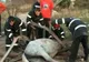 Un cal a fost salvat dintr-un canal de scurgere
