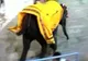 Un elefant speriat a rănit şase oameni în India, în timpul unei ceremonii