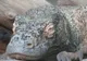 Dragonul Komodo, cea mai mare şopârlă din lume, a evoluat în Australia, nu în Indonezia