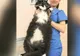 Socrates, un motan din Marea Britanie, cântăreşte zece kilograme 