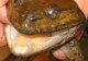 163 de specii noi descoperite în jungla asiatică