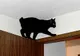 Rasa Manx, vedeta Expoziţiei Internaţionale Feline de la Sala Palatului