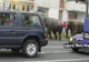 Elefanţii au ieşit la plimbare pe o stradă din Baia Mare