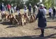 O vânătoare cu haită de ogari a fost organizată la Satu Mare
